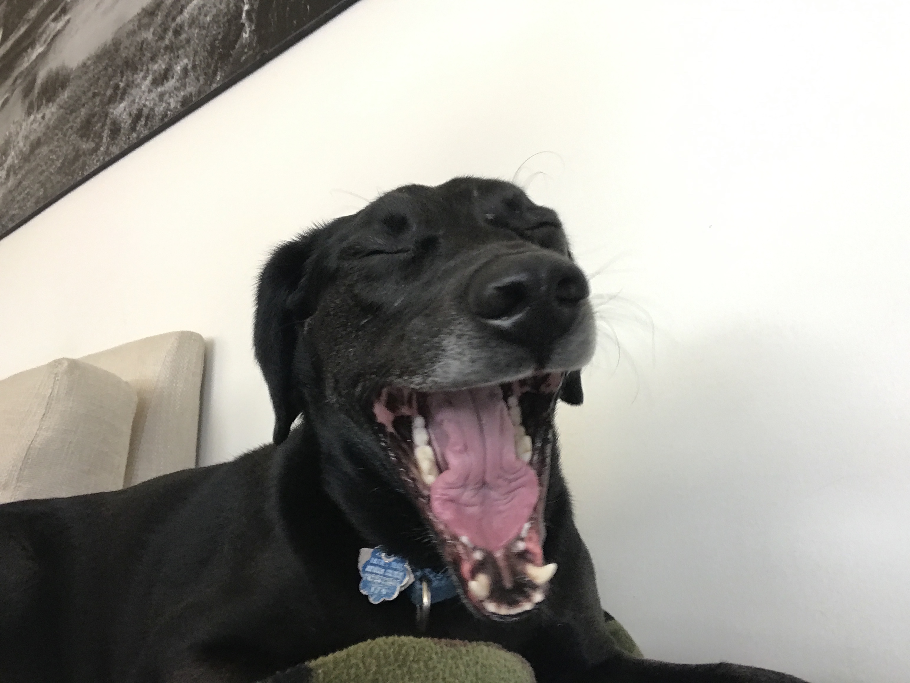 Buddy yawning